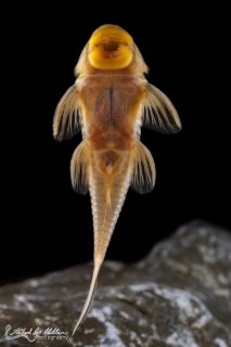 Lithoxancistrus orinoco