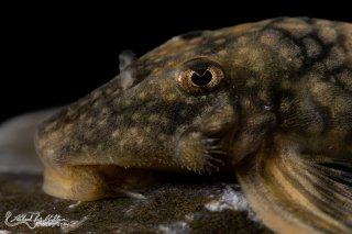 Lithoxancistrus orinoco
