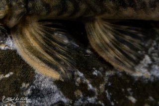Lithoxancistrus orinoco