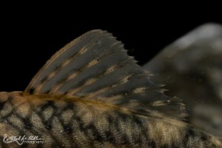 Lithoxancistrus orinoco