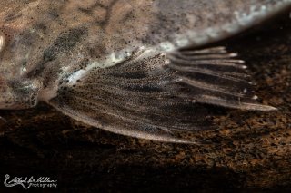 Loricaria simillima