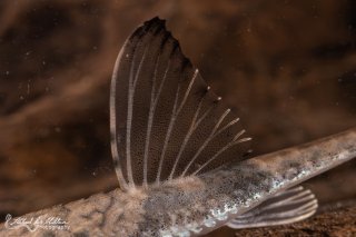 Loricaria simillima