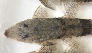 Loricariichthys hauxwelli