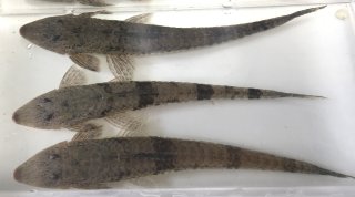 Loricariichthys hauxwelli