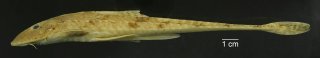 Loricariichthys stuebelii