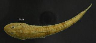 Loricariichthys stuebelii