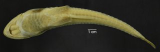 Loricariichthys stuebelii
