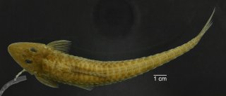 Loricariichthys ucayalensis