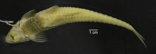 Loricariichthys ucayalensis