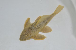 Megalancistrus sp. (LDA097)