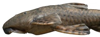 Neoplecostomus microps