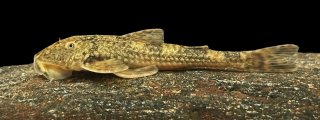 Neoplecostomus sapucai