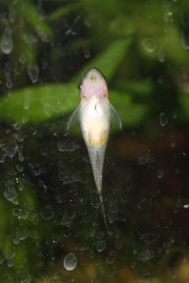 Otocinclus vittatus