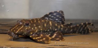 Panaqolus albivermis