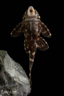 Panaqolus albivermis