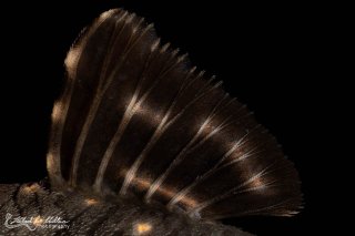 Panaqolus albivermis