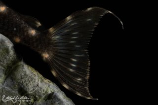 Panaqolus albivermis