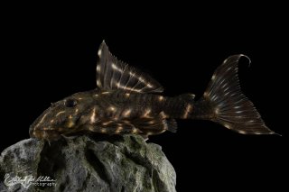 Panaqolus albivermis