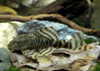 Panaqolus changae