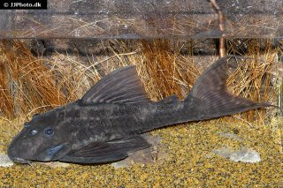Panaqolus nocturnus