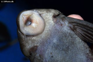 Panaqolus nocturnus
