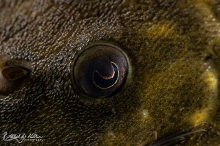 Panaqolus nocturnus