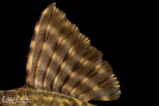 Panaqolus nocturnus