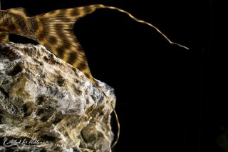 Panaqolus nocturnus