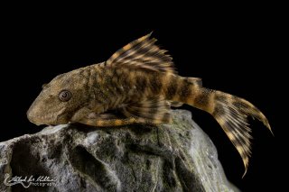 Panaqolus sp. (L206)