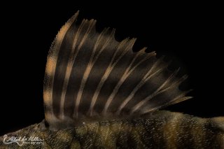 Panaqolus sp. (L206)