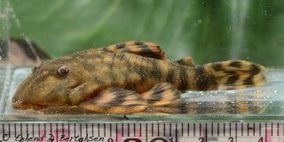 Panaqolus sp. (L515)