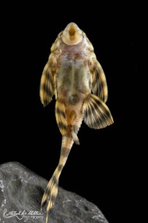 Panaqolus tankei