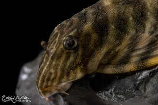 Panaqolus tankei