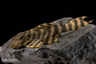 Panaqolus tankei