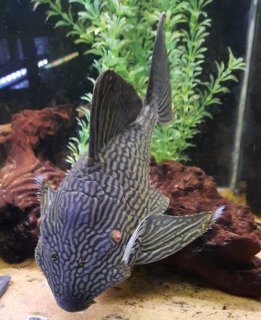 Panaque cf. armbrusteri`xingu`