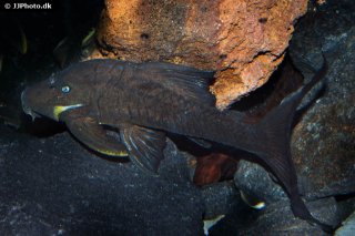 Panaque cf. cochliodon`upper magdalena`