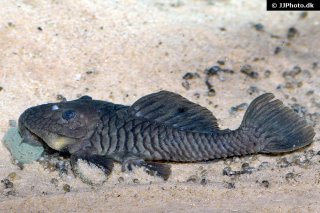 Common member of the genus Parancistrus