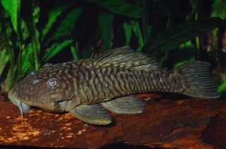 Parancistrus aurantiacus