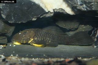 Parancistrus aurantiacus