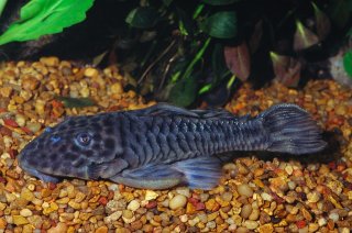 Parancistrus aurantiacus