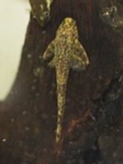 Parotocinclus doceanus