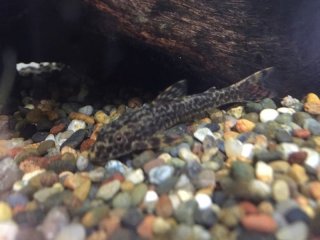 Parotocinclus doceanus