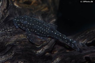 Parotocinclus haroldoi