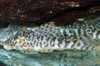 Peckoltia compta