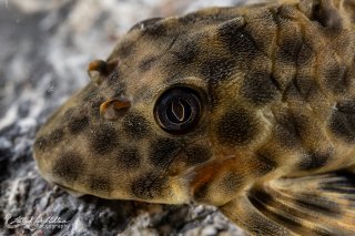 Peckoltia oligospila