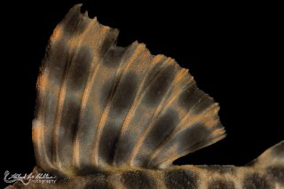 Peckoltia oligospila