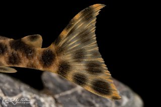 Peckoltia oligospila