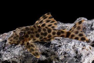 Peckoltia oligospila