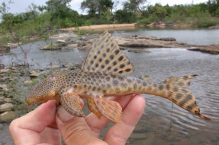 Peckoltia sabaji