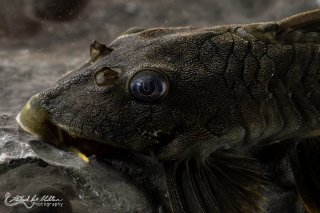 Peckoltia sp. (L076)